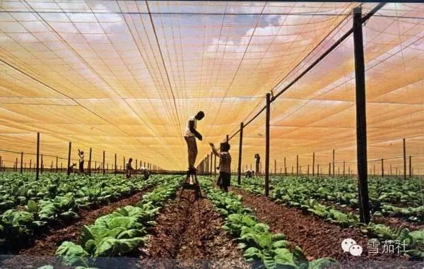 2025年红酒行业市场深度分析及发展规划咨询综合研究